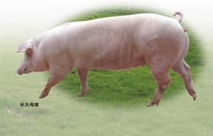 ĸ