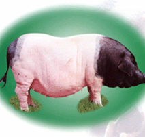 طƷֽĸ
