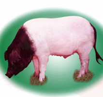طƷֽ